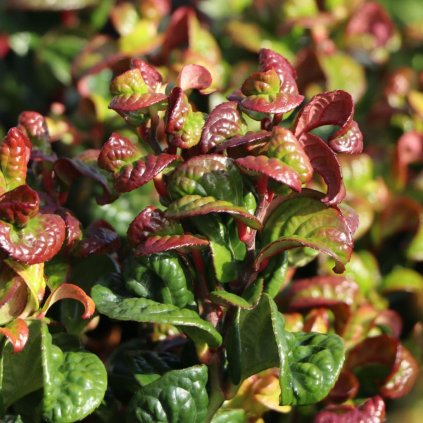 Leukote curly red 5l  Leucothoe axillaris 'Curly Red'