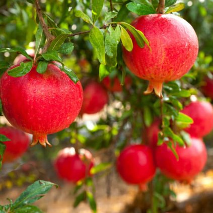 Granatové Jablko Wonderfull, 2l  Punica granatum 'Wonderful'