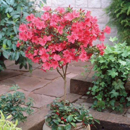 Rododendron japonský  Azalea japonica