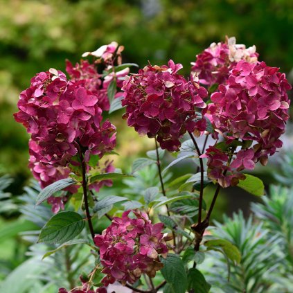 Hortenzia metlinatá Wims Red 30-40cm, 1,5l/2l  Hydrangea pan. Wims Red