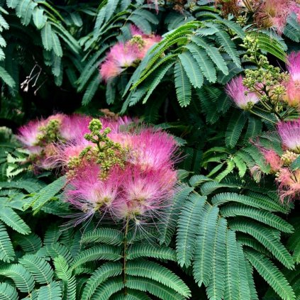 Albizia julibrissin 6l