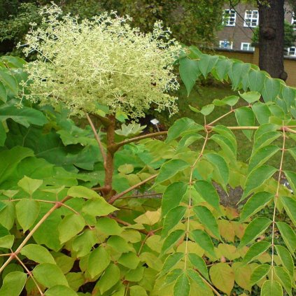 Aralka vysoká 4l  Aralia elata