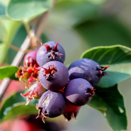 Muchovník Honeywood samoopel. 1l/2l  Amelanchier Honeywood