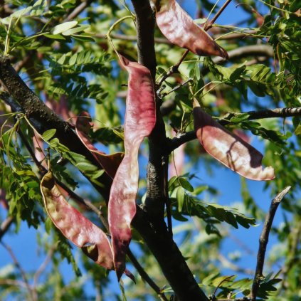 Gledíčia trojtŕňová Inermis 2l  Gleditsia triacanthos Inermis