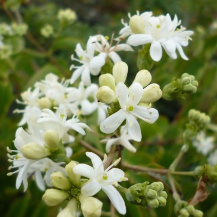 Heptakodium jasmínovité 4l  Heptacodium miconioides