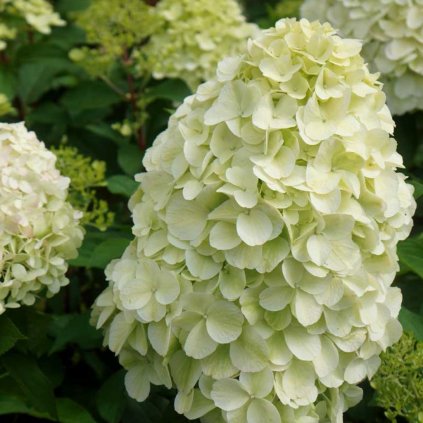 Hortenzia metlinatá Hercules 2l biela maxi  Hydrangea paniculata Hercules