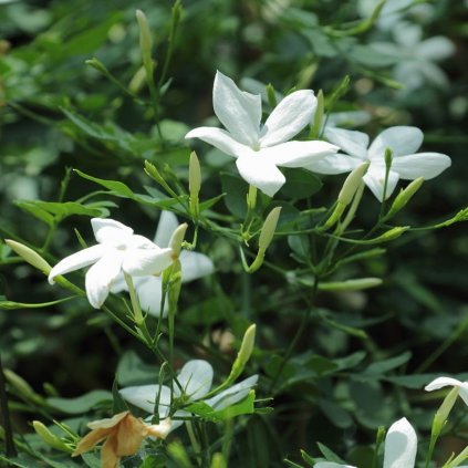 Jazmín lekársky 4l  Jasminum officinale