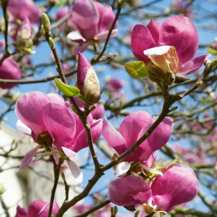 Magnólia Rustica Rubra 2,5l  Magnolia