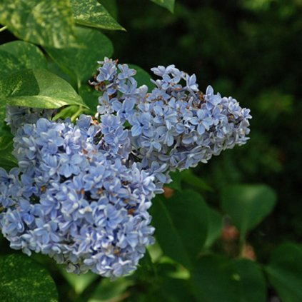 Orgován obyčajný Aucubaefolia 2l, panaš. list  Syringa vulgaris Aucubaefolia