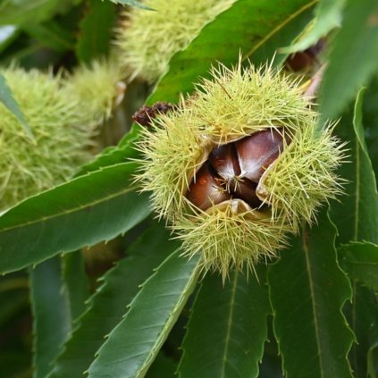 Gaštan jedlý 6l 100-120cm semenač  Castanea sativa