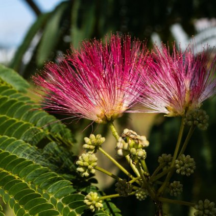 Albizia julibrissin Ombrela Boubri 2l