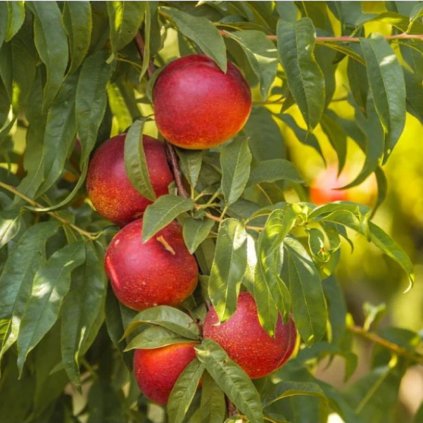 Nektarinka Harco stredne skorá, voľnokorenná  Prunus Herco