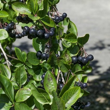 Aronia prunif.Viking 2l/P17  Aronia prunifolia 'Viking'