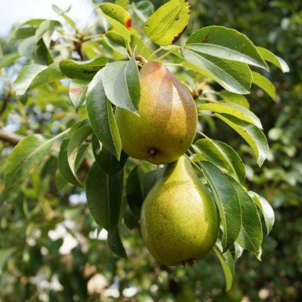 Hruška Konferencia, stredne skora/neskorá, voľnokorenná  Pyrus  Konferencia, veľmi skora