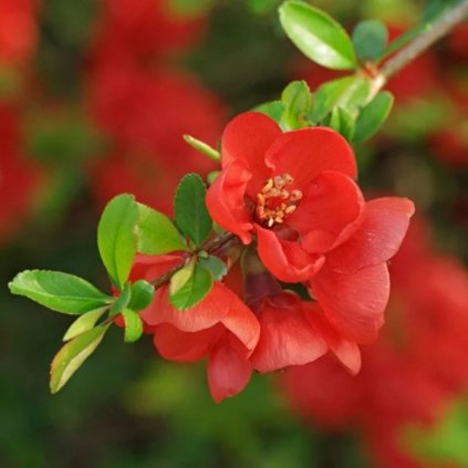 Dulovec japonský 30/50cm  Chaenomeles japonica