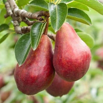 Hruška Clappova, letná voľnokorenná  Pyrus communis 'Clappova'