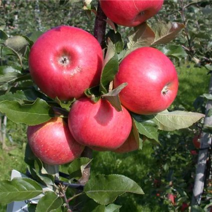 Jabloň Topaz, neskorá zimná, voľnokorenná  Malus domestica 'Topaz'