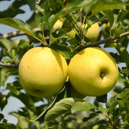 Jabloň Golden Delicius, neskorá zimná, kont.  Malus domestica 'Golden Delicius'