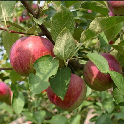 Jabloň stĺpová Saulenapfel Mclntosh, 5l  Malus domestica 'McIntosh'