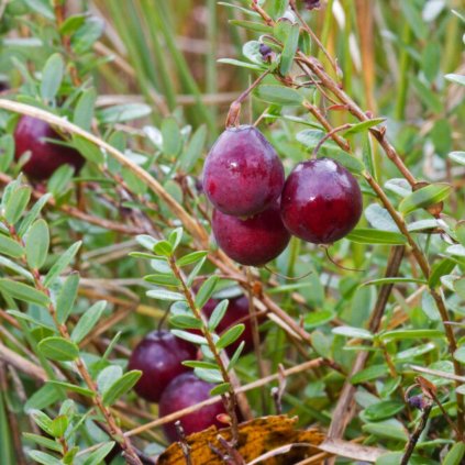 Brusnica Early Black, veľkoplodá, C1  Vaccinium macrocarpon 'Early Black'