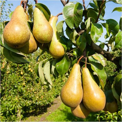 Hruška zakrslá Pillar Pear, 5l  Pyrus communis 'Pillar Pear'