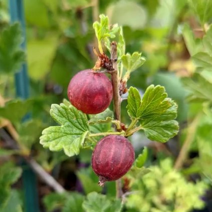 Egreš červený Captivator 2l/P17  Ribes uva-crispa 'Captivator'