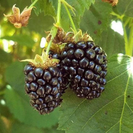 Černica Triple Crown 2l/P17  Rubus fruticosus 'Triple Crown'