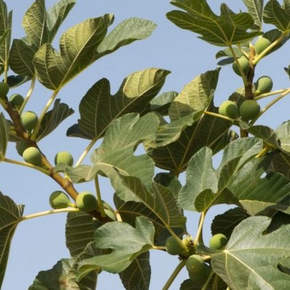 Figovník obyčajný clt9  Ficus carica