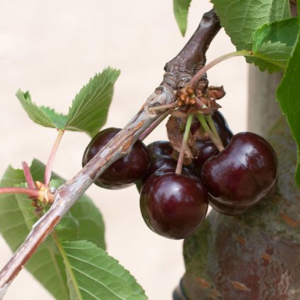 Čerešňa Summit stredne skorá, kont.  Prunus avium 'Summit'