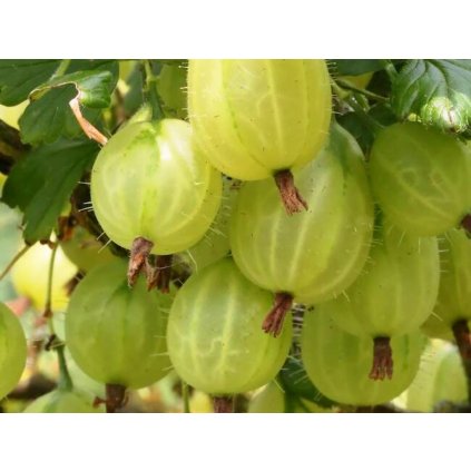 Egreš HINNONMAKI GELB ker žltý stredne skorý kont.  Ribes uva-crispa 'Hinnonmaki Gelb'