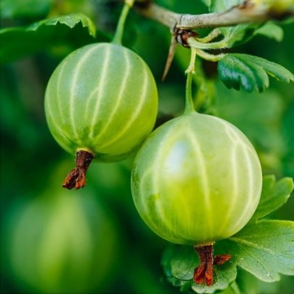 Egreš HINNONMAKI GRUN zelený stredne skorý, kont., km160cm  Ribes uva-crispa 'Hinnonmaki Grun'