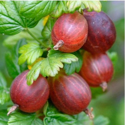 Egreš km Spinefree červ. beztŕnny, kont. km60cm  Ribes uva-crispa 'Spinefree'