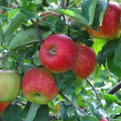 Jabloň Jonagored, skorá zimná, kont.  Malus domestica 'Jonagored'