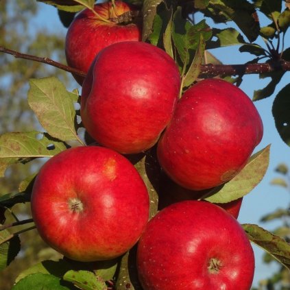 Jabloň Topaz, neskorá zimná, kont.  Malus domestica 'Topaz'