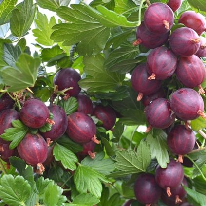 Egreš Kameniar ker červený, kont.  Ribes uva-crispa 'Kameniar'