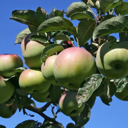 Jabloň Ontario, neskorá zimná, kont.  Malus domestica 'Ontario'