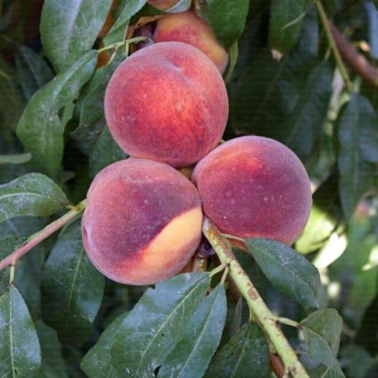 Broskyňa Sunhaven stredne skorá, kont.  Prunus persica 'Sunhaven'