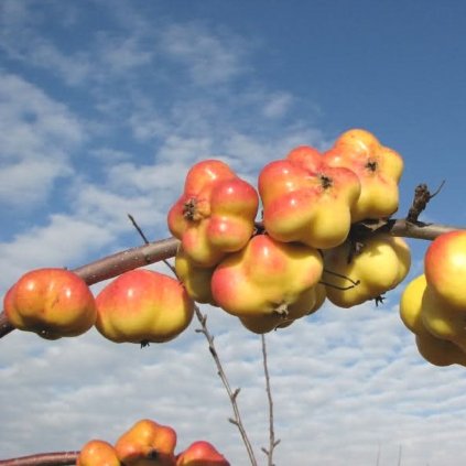 Jabloň Apistar zimná, kont.  Malus domestica 'Apistar'