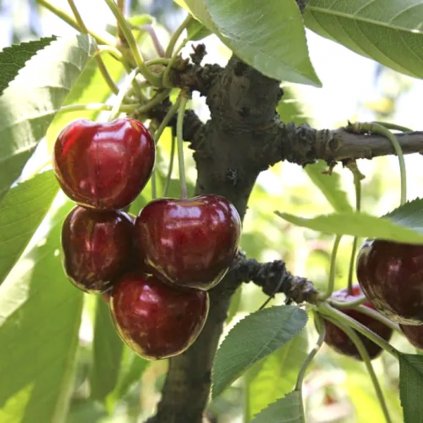 Čerešňa Stella neskorá, samoopelivá, kont.  Prunus avium 'Stella'