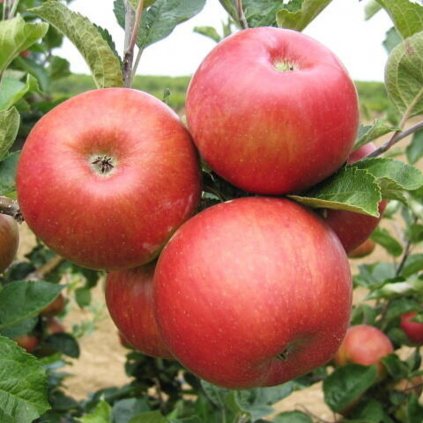 Jabloň Bohemia zimná, kont.  Malus domestica 'Bohemia'