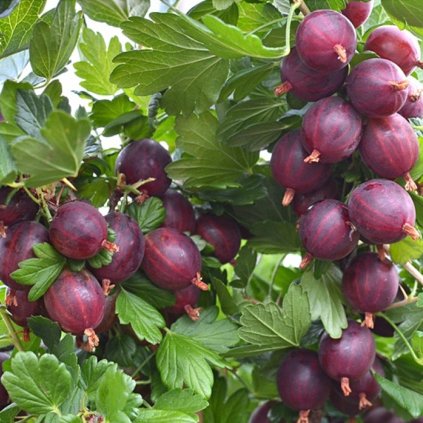 Egreš Kameniar stromkový červený, kont.  Ribes uva-crispa 'Kameniar'