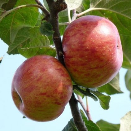 Jabloň Boskoopské červené, zimná, kont.  Malus domestica 'Boskopské červené'