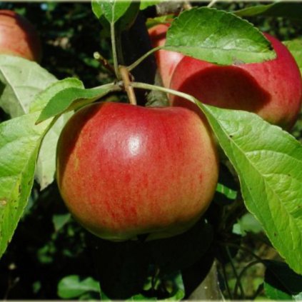 Jabloň Delikates, letná, kont.  Malus domestica 'Delikates'