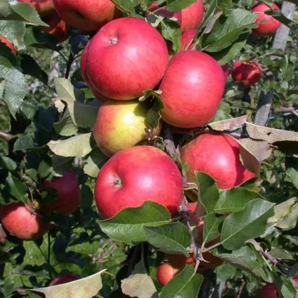 Jabloň Idared, zimná, kont.  Malus domestica 'Idared'
