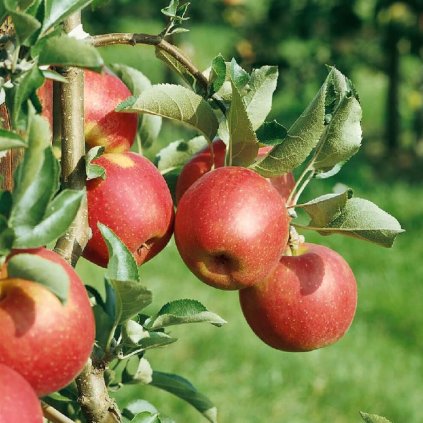 Jabloň Rubín, jesenná, kont.  Malus domestica 'Rubin'