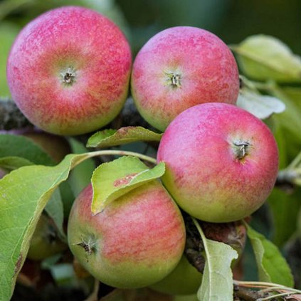 Jabloň Rubinstar, zimná, kont.  Malus domestica 'Rubinstar'