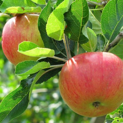 Jabloň Garden Sunred zakrslá, kont.  Malus domestica 'Garden Sunred'