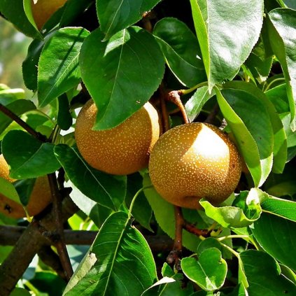 Hruška ázijská Chojuro, voľnokorenná  Pyrus pyrifolia 'Chojuro'