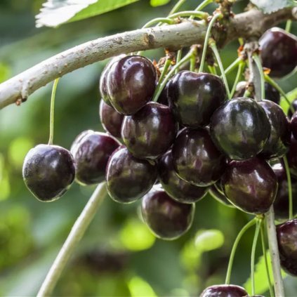 Čerešna Kordia zakrslá, podpník Gisela, kont.  Prunus avium 'Kordia'