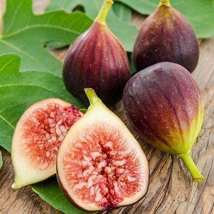 Figovník Brown Turkey 2l 40/60  Ficus carica 'Brown Turkey'